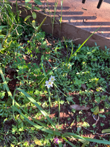 Onion Weed