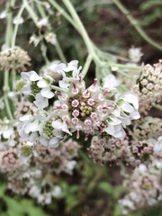 Hymenopappus artemisiifolius