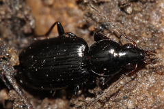 Agonum punctiforme