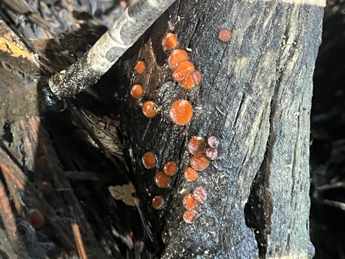 iNaturalist observation photo of Eyelash cups