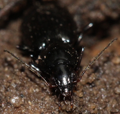 Agonum punctiforme