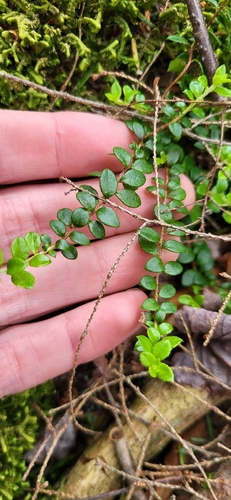Creeping Snowberry