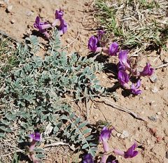 Astragalus missouriensis