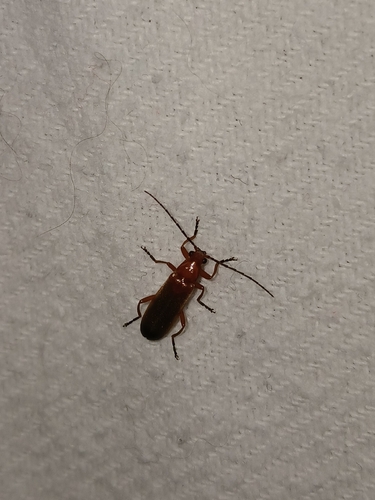 Common Red Soldier Beetle