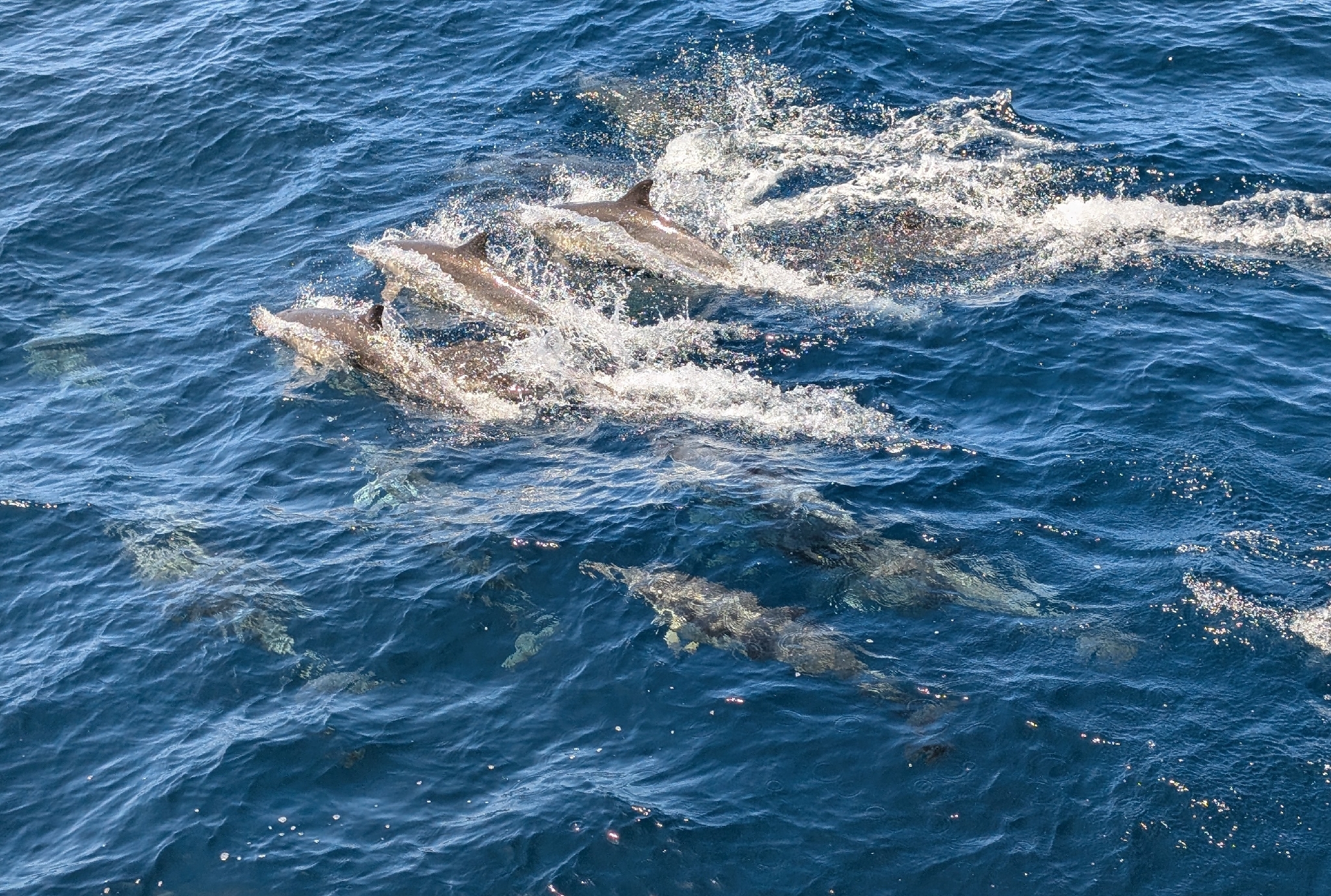Delphinus delphis