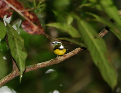 Lepidothrix nattereri
