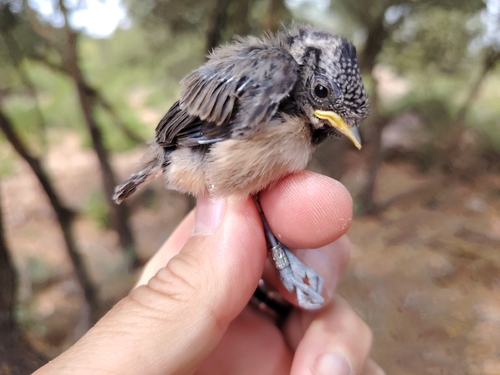 Crested Tit