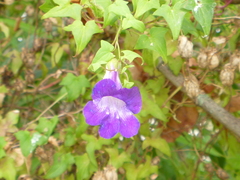 Maurandya barclayana