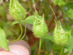 Maurandya barclayana