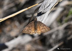 Erynnis brizo
