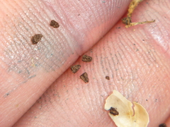 Maurandya barclayana
