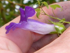 Maurandya barclayana