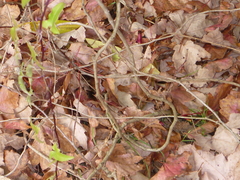 Maurandya barclayana