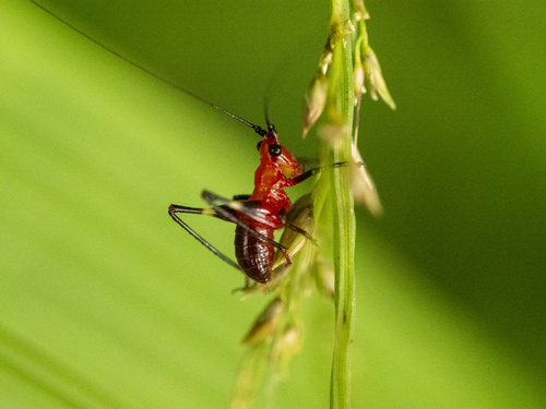 Black-kneed Meadow Katydid