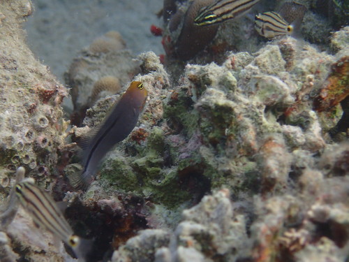 Gladvin-slijmvis (Ecsenius frontalis) — Blenniidae