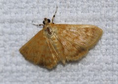 Notarcha chrysoplasta