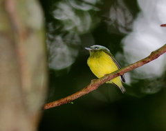 Lepidothrix nattereri