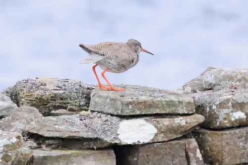 iNaturalist image