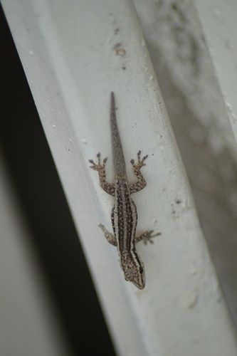 Lygodactylus kibera