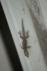 Lygodactylus gutturalis
