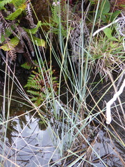 Carex livida