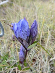 Gentiana sceptrum