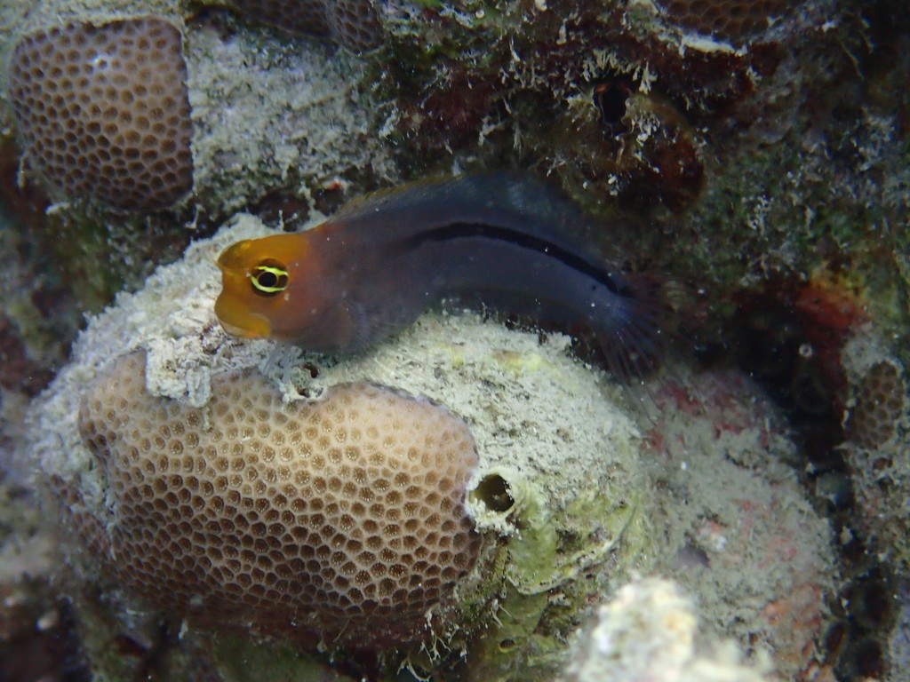 Smoothfin blenny (Ecsenius frontalis) — Blenniidae