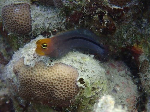 Smoothfin blenny (Ecsenius frontalis) — Blenniidae