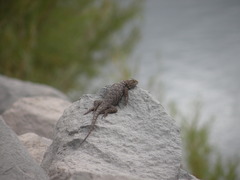 Sceloporus occidentalis