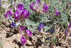 Astragalus missouriensis