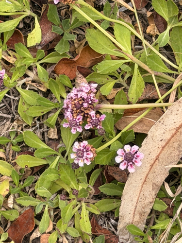 turkey tangle frogfruit