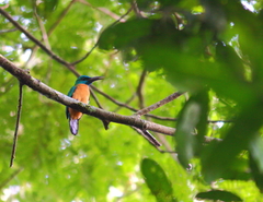 Jacamerops aureus