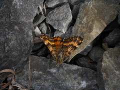 Dasyuris partheniata