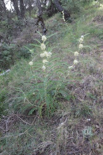 Astragalus alopecuroides, photograph 2