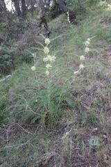 Astragalus alopecuroides, photograph (c) Olivier Argagnon, some rights reserved (CC BY)