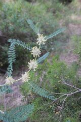 Astragalus alopecuroides, photograph (c) Olivier Argagnon, some rights reserved (CC BY)