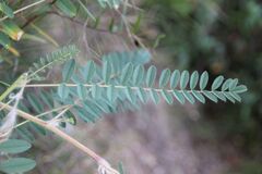 Astragalus alopecuroides, photograph (c) Olivier Argagnon, some rights reserved (CC BY)