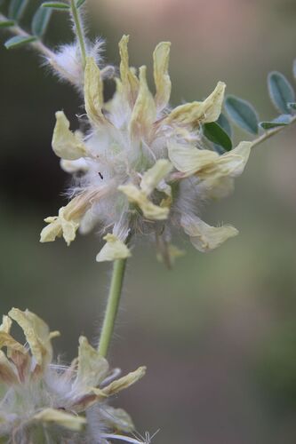 Astragalus alopecuroides, photograph 5