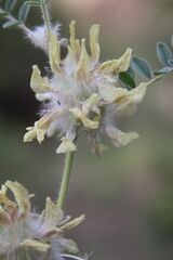Astragalus alopecuroides, photograph (c) Olivier Argagnon, some rights reserved (CC BY)