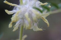 Astragalus alopecuroides, photograph (c) Olivier Argagnon, some rights reserved (CC BY)