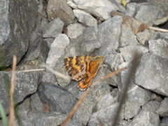 Dasyuris partheniata