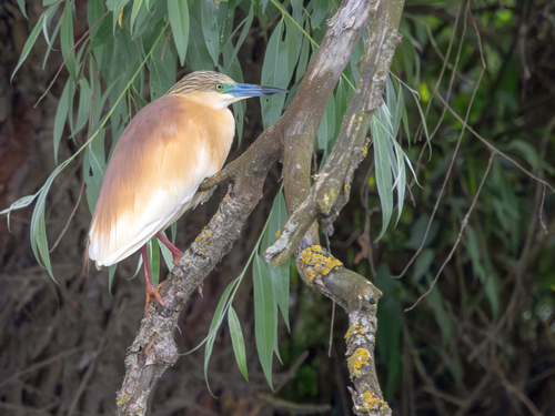 iNaturalist image