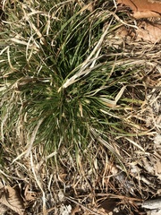 Carex umbellata