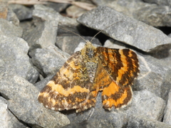 Dasyuris partheniata