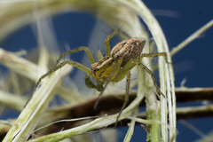 Oxyopes lineatus