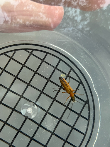 Oedemera podagrariae