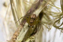 Oxyopes lineatus