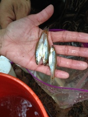 Notropis atrocaudalis