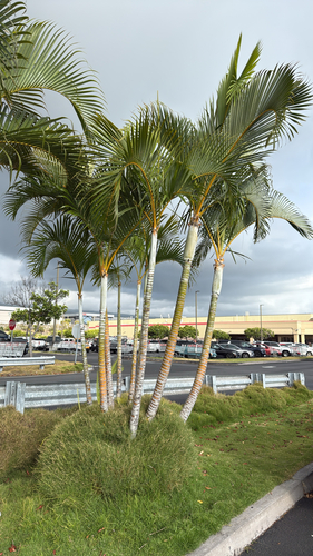 Areca, 2026-06-04