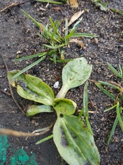 Plantago major